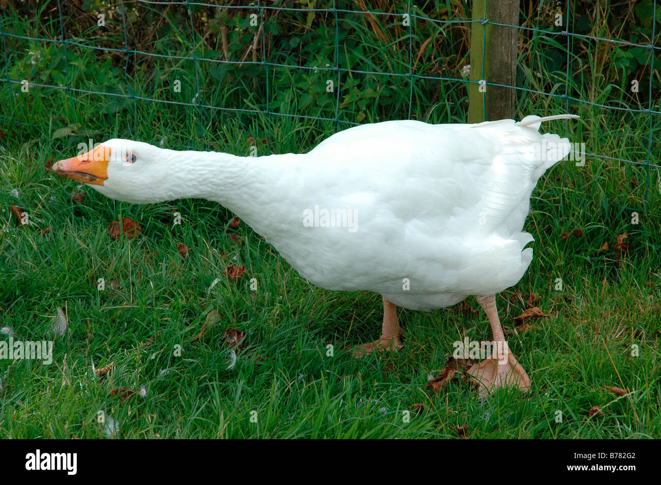 Angry Goose on Farm, Hissing,Free range Stock Photo