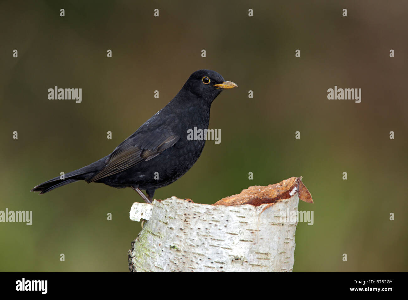 Blackbird Turdus merula perched on log Stock Photo