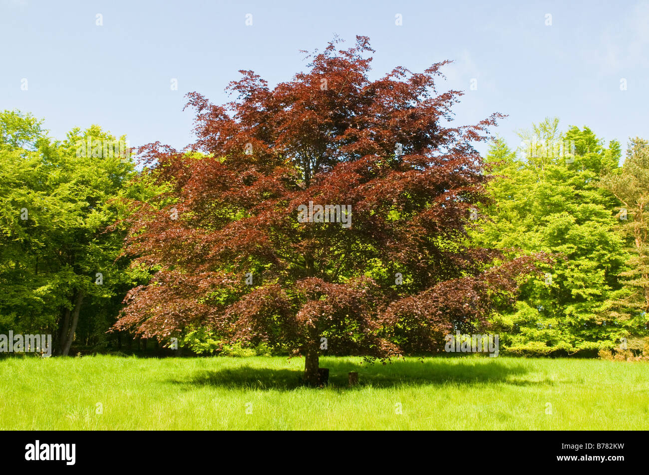 A large copper beech tree standing in parkland, Scotland. Stock Photo