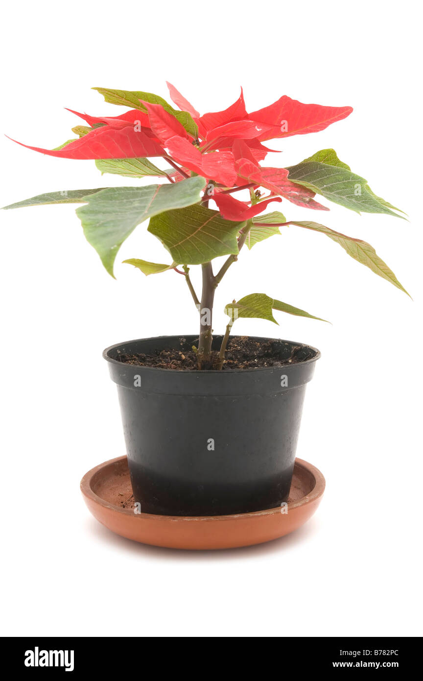 object on white indoor plants poinsettia flower Stock Photo