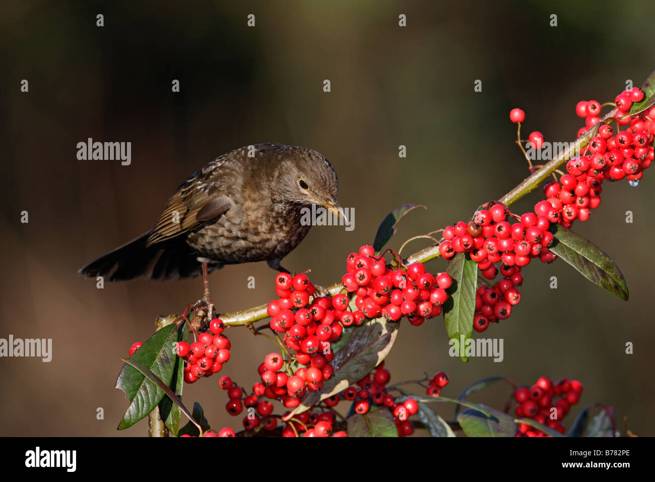 Blackbird Turdus merula on berries Stock Photo
