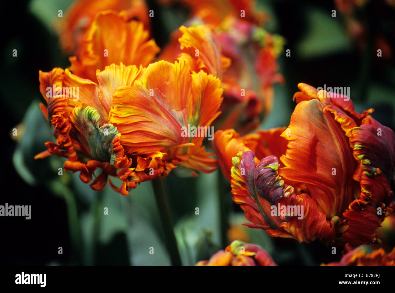 Parkiet Tulipa Blumex photographed at Keukenhof Gardens in Lisse the Netherlands Stock Photo