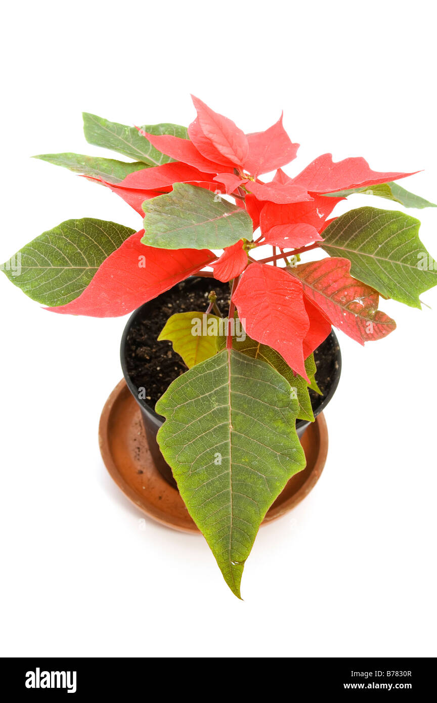 object on white indoor plants poinsettia flower Stock Photo