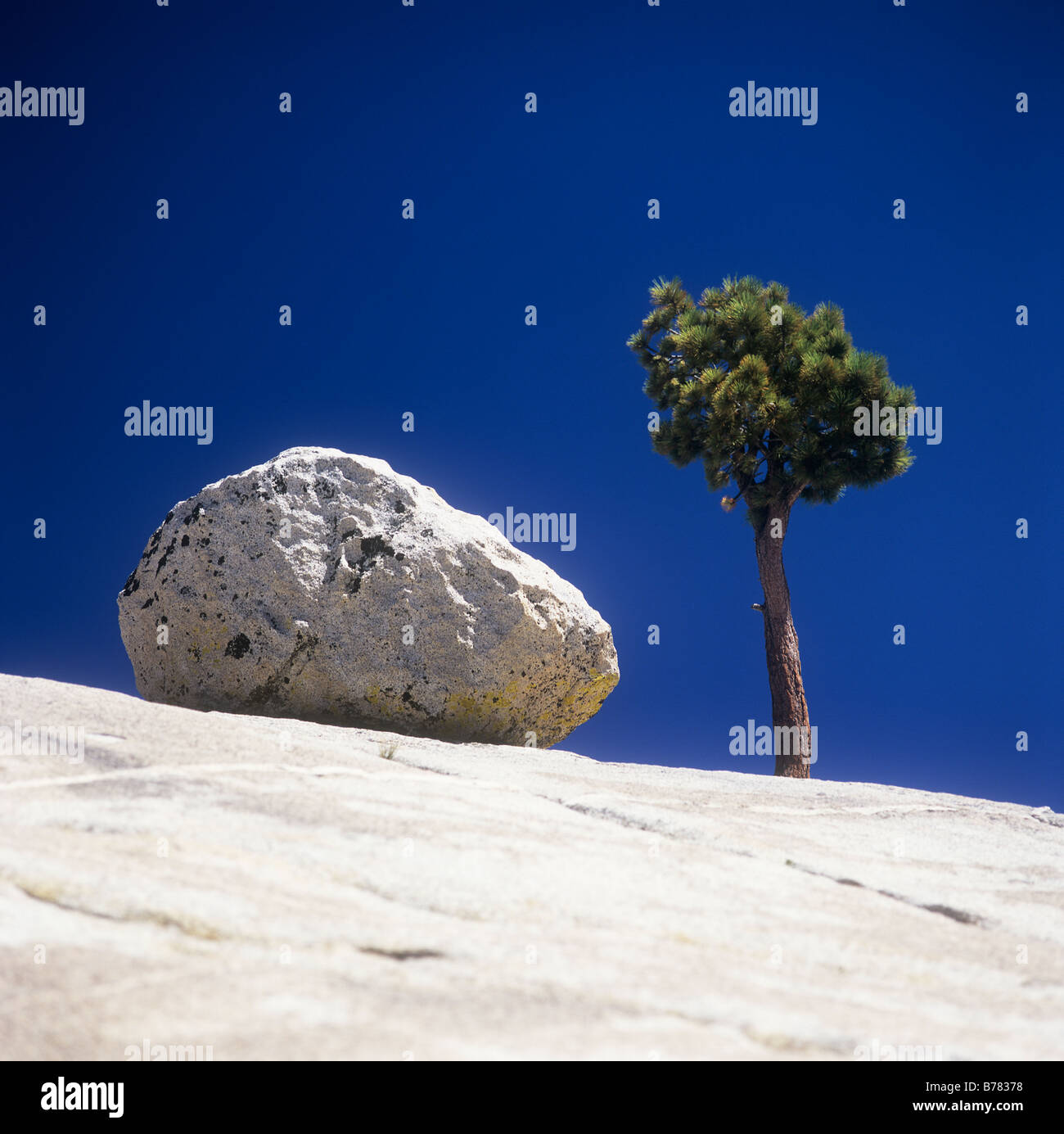 A tree growing in a harsh rocky landscape. Stock Photo