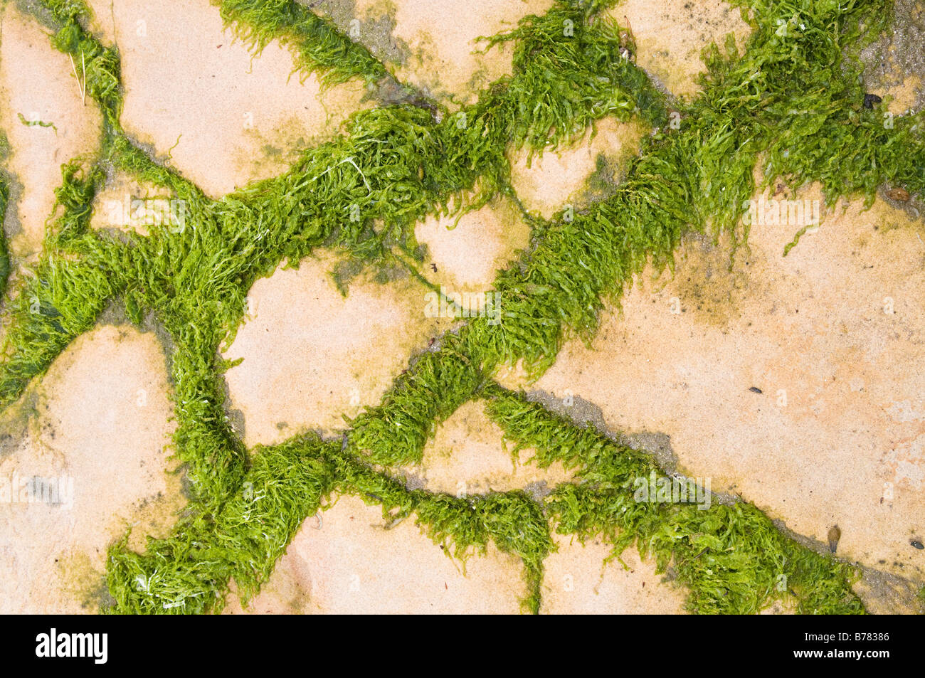 Green seaweed forming a geometric pattern on rocks Stock Photo