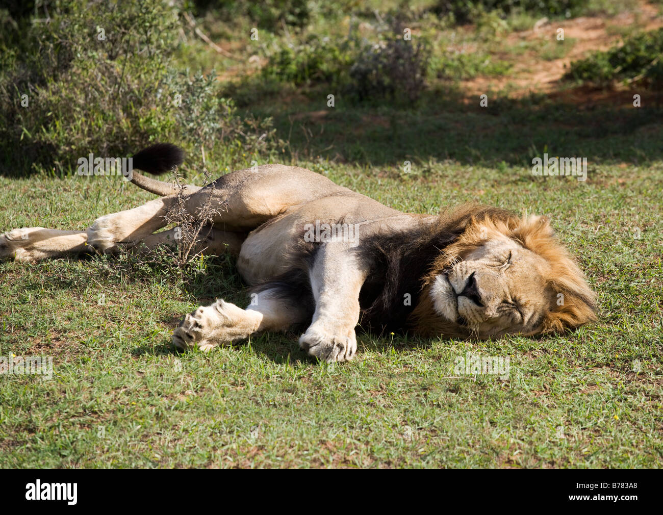 lion basking in the sun Stock Photo Alamy