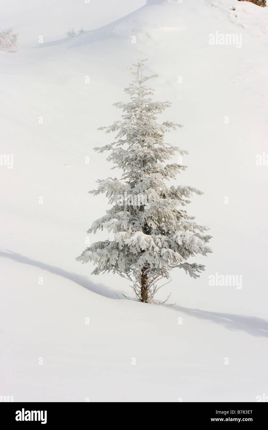 Silver Fir Tree (Abies alba) hoarfrost and snow covered. Pyrenees Stock Photo