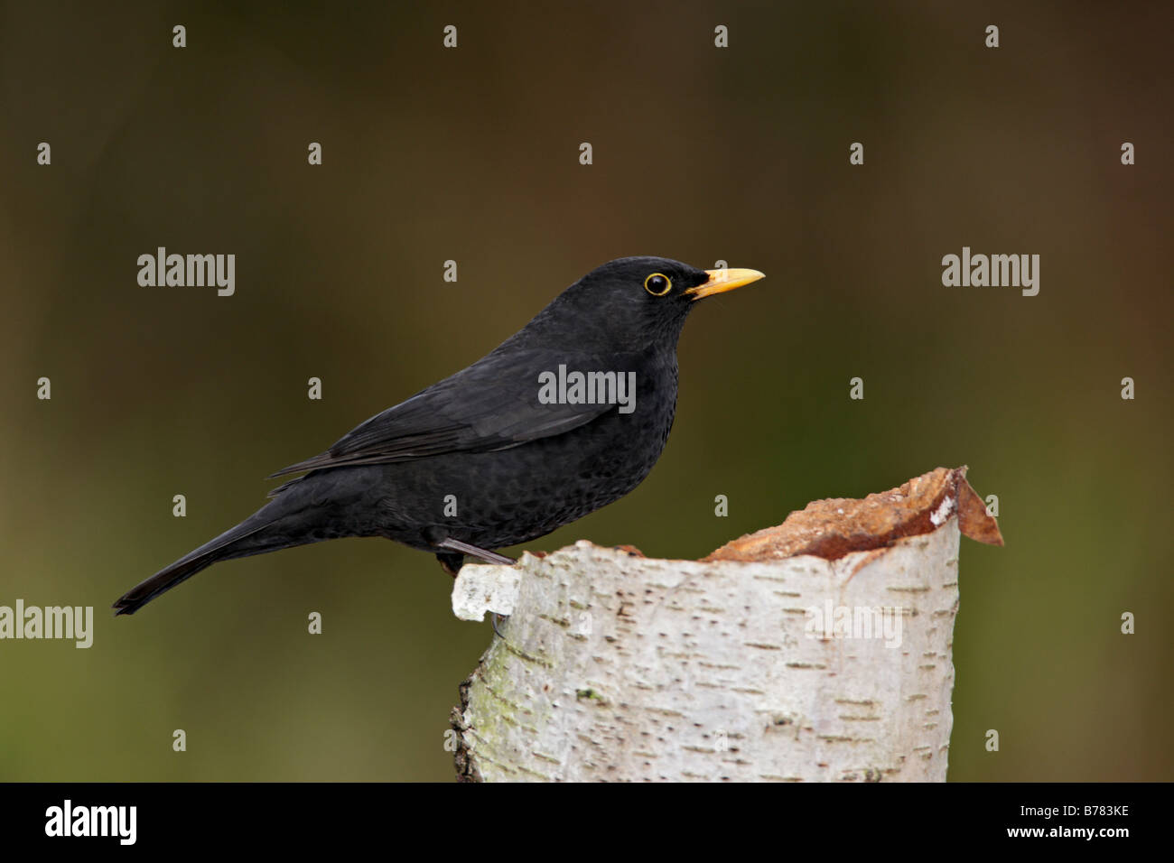 Blackbird Turdus merula on log Stock Photo