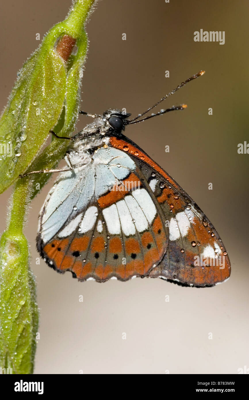 White Admiral butterfly Stock Photo