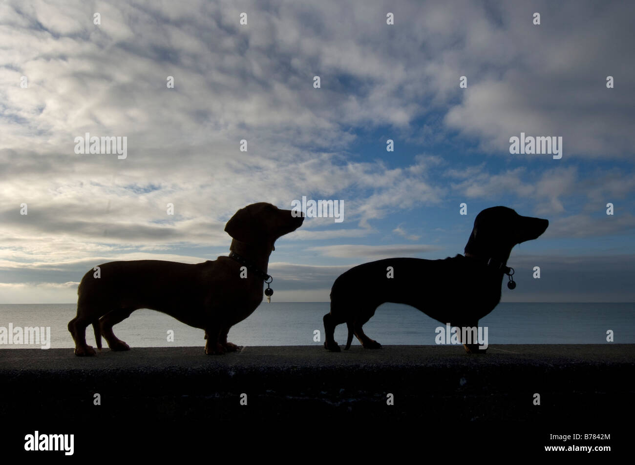 The silhouettes of two miniature dachshunds standing in profile on Brighton seafront Stock Photo