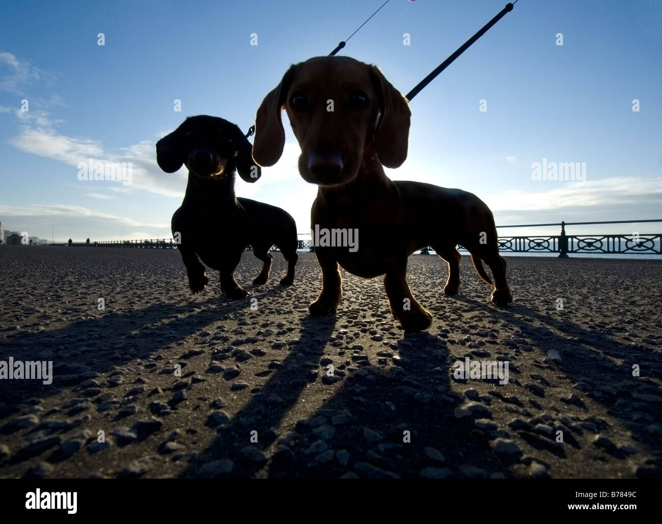 Two miniature dachshunds on an early morning walk on Brighton seafront Stock Photo