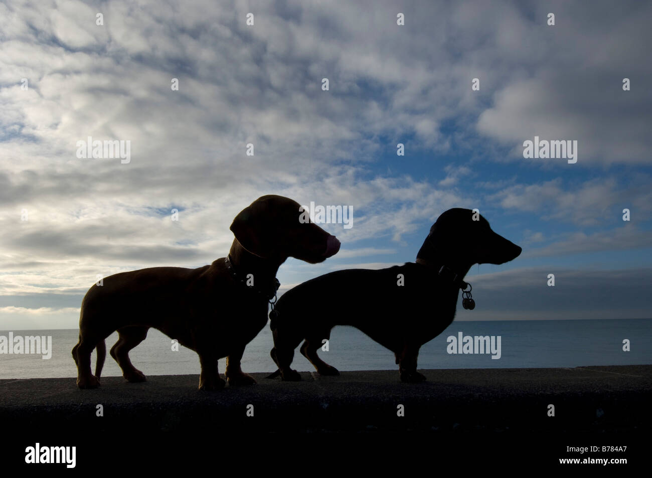 Two miniature dachshunds silhouetted against cirrus clouds on Brighton seafront during their early morning seaside walk Stock Photo