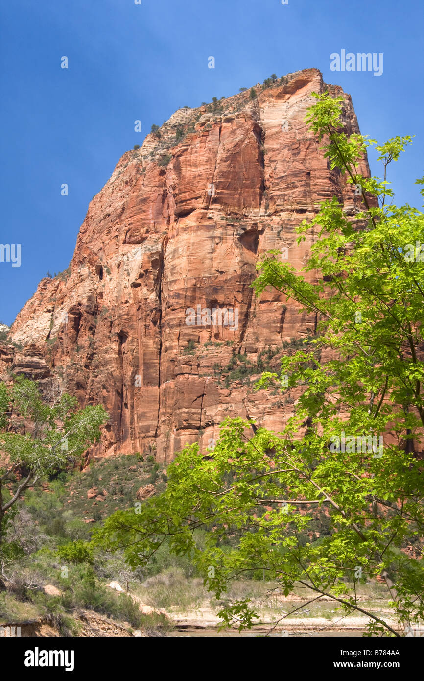 Vertical walls in Zion Canyon Zion National Park Utah Stock Photo