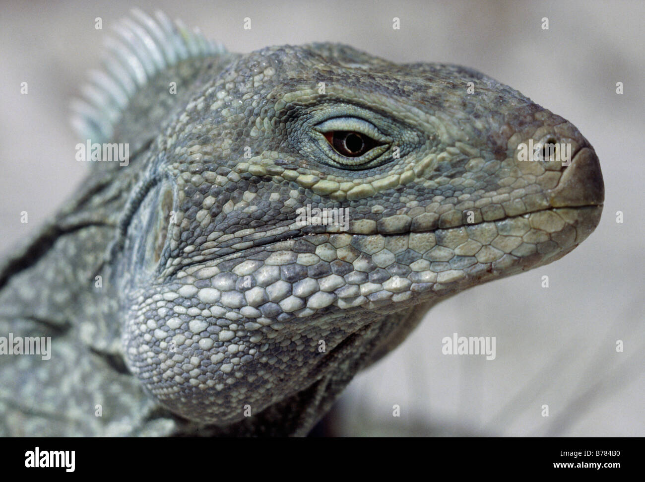 dinosaur with lizard head