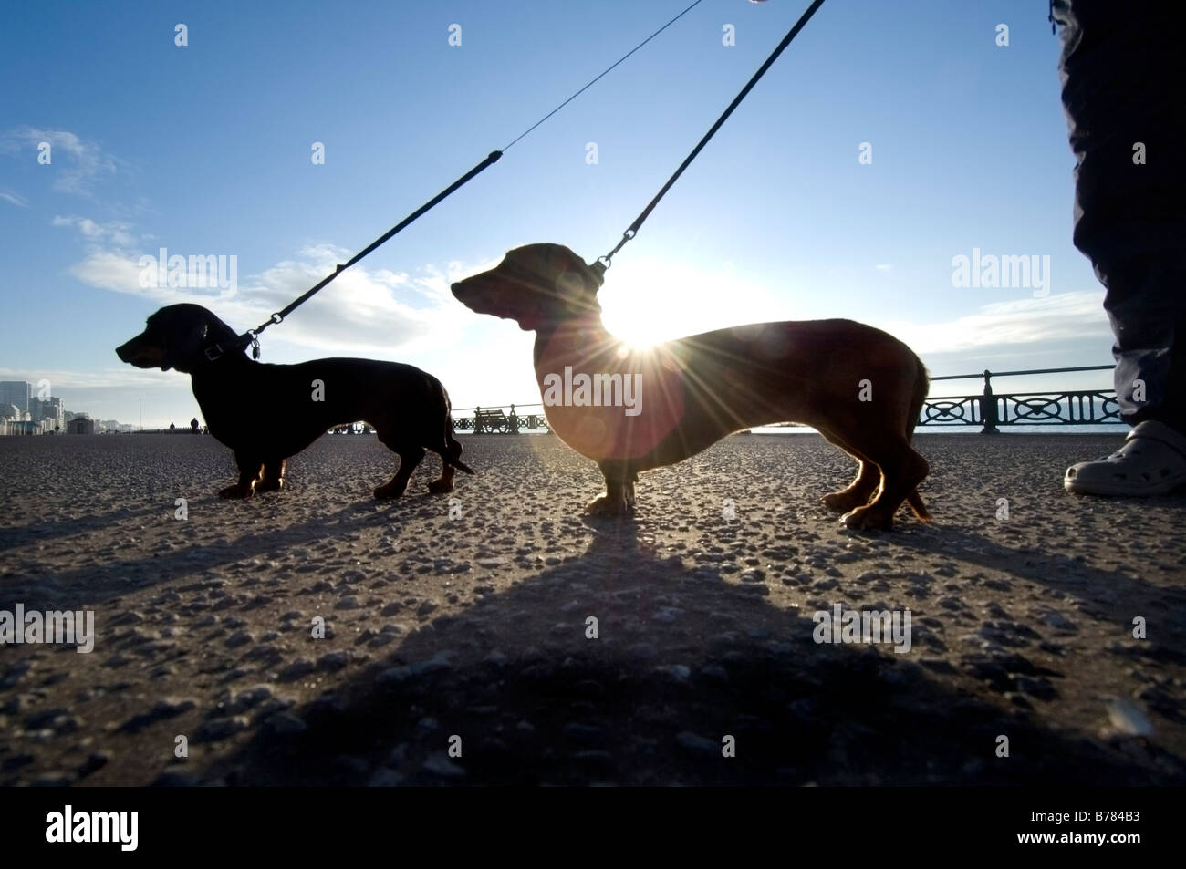 Two miniature dachshunds on an early morning walk on Brighton seafront Stock Photo