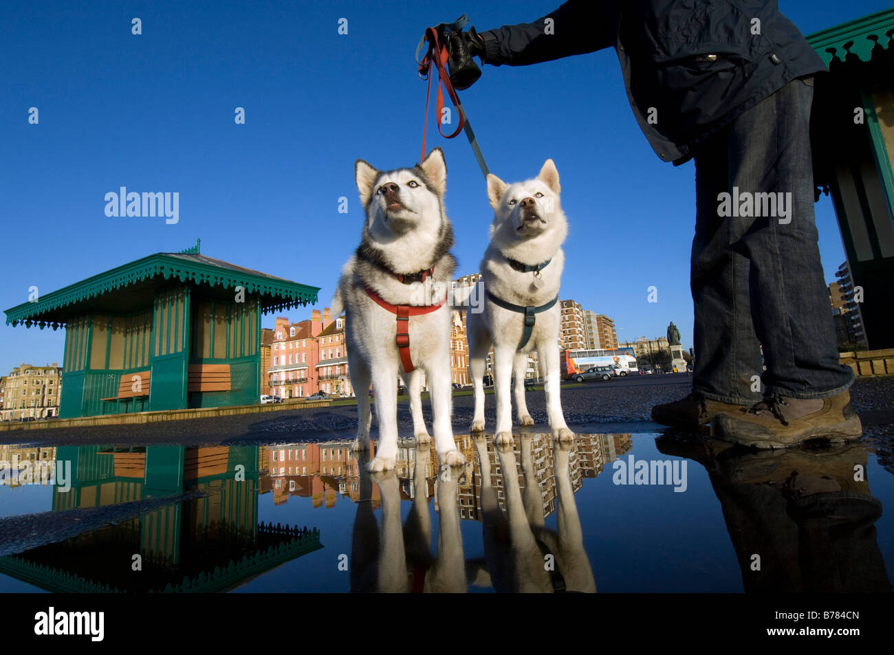 A pair of brother and sister Siberian husky dogs with their owner on a cold winter morning in Brighton, UK. Stock Photo