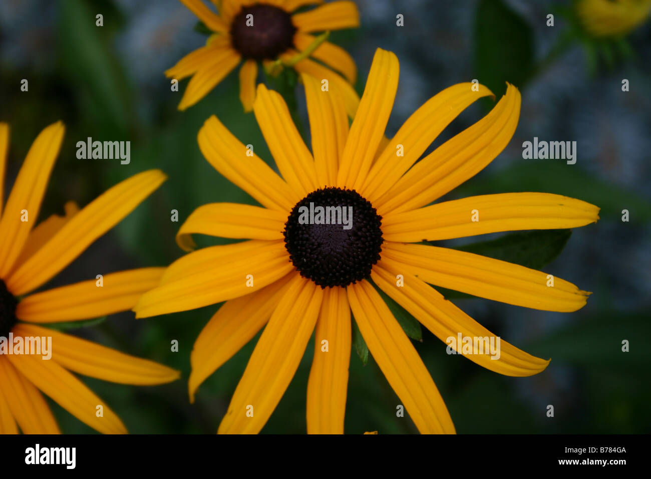 Yellow flower with brown center hires stock photography and images Alamy