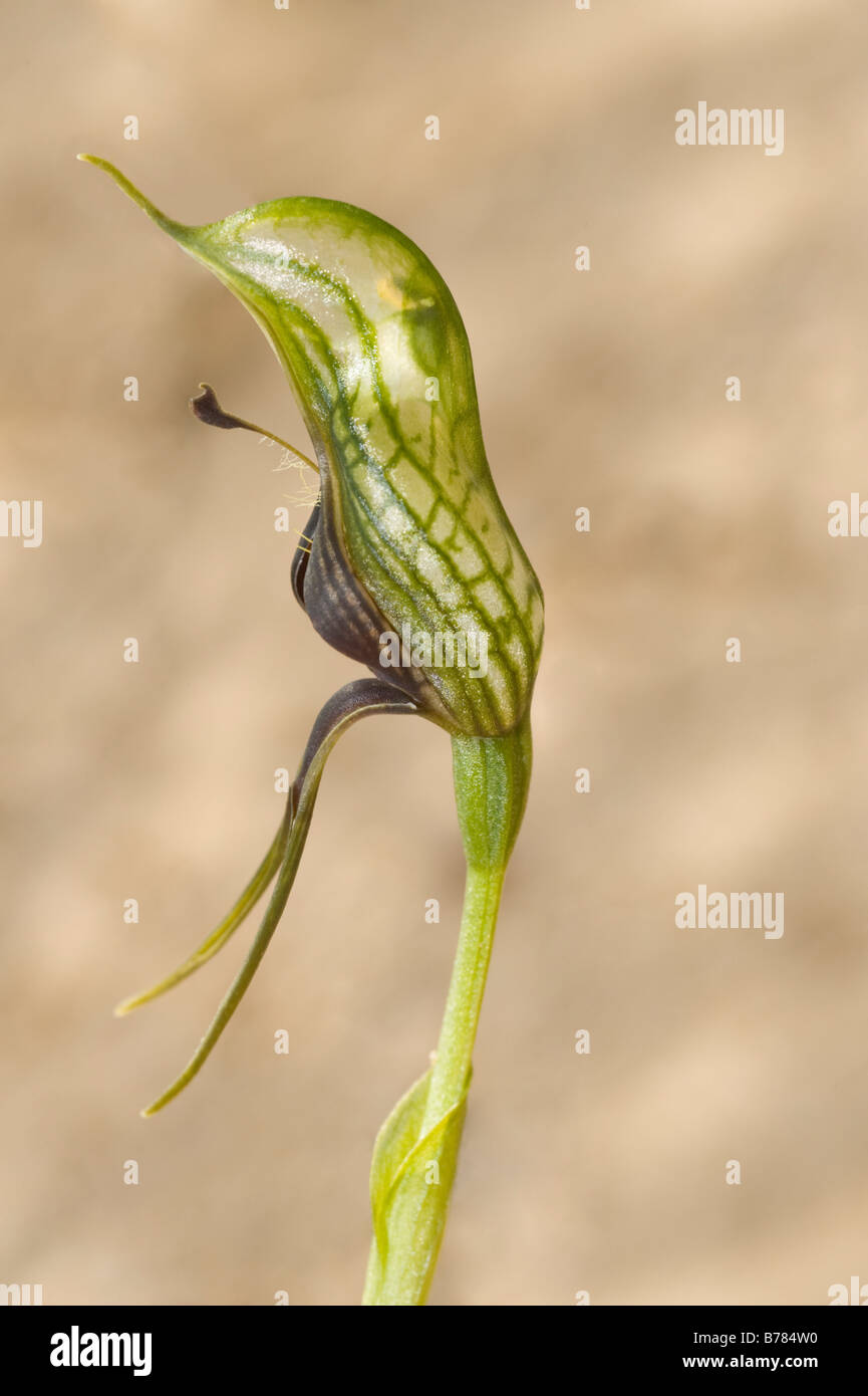 Bird Orchid (Pterostylis barbata) flowering Stirling Ranges National Park Western Australia September Stock Photo