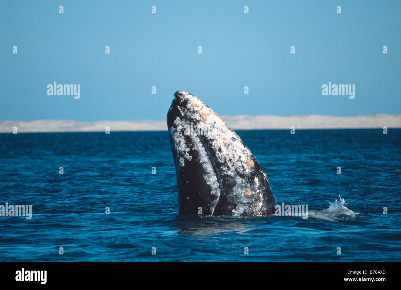 Gray whale spyhopping in Scammon's Lagoon, Guerrero Negro, Baja