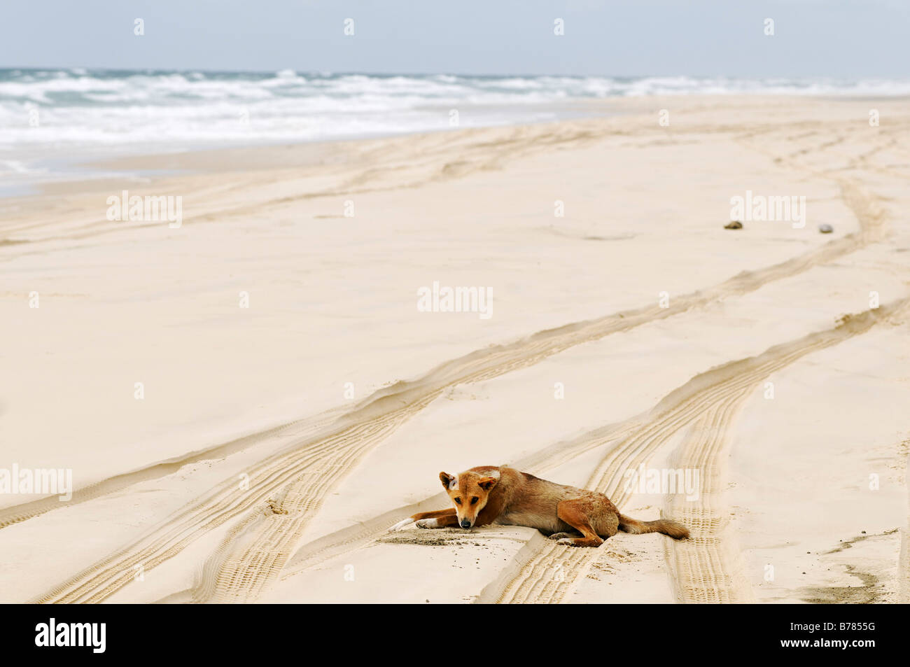 Dingo (Canis lupus dingo) at the beach of Fraser Island, Queensland, Australia Stock Photo