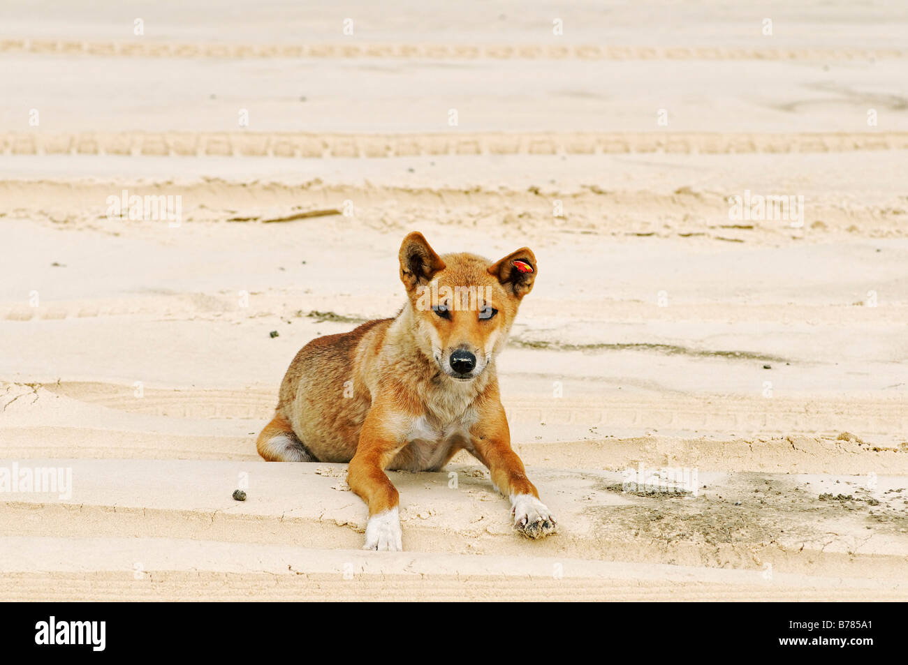 Dingo (Canis lupus dingo) at the beach of Fraser Island, Queensland, Australia Stock Photo