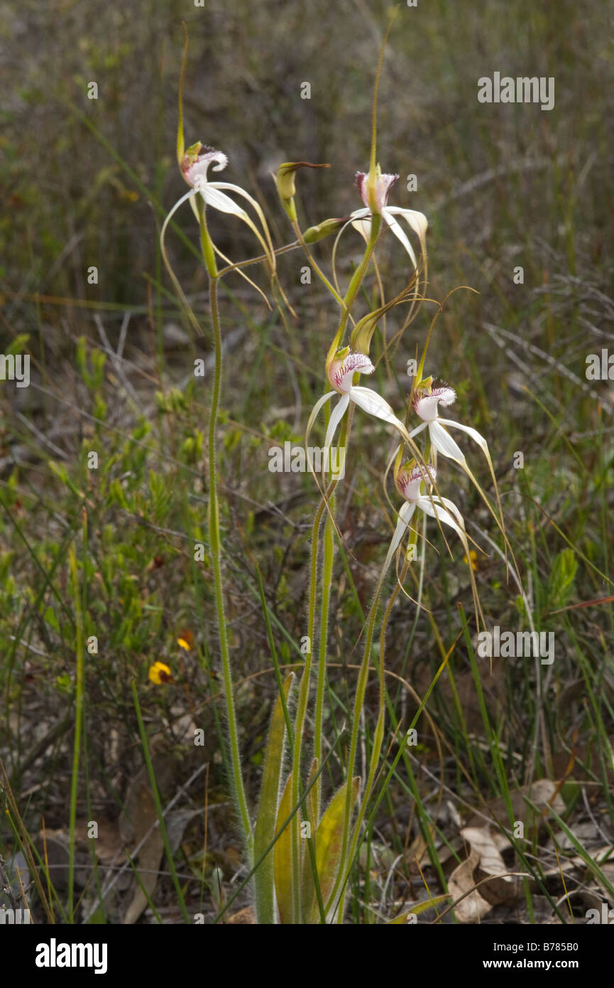 White Spider Orchid Caladenia longicauda flowers Stirling Ranges National Park Western Australia September Stock Photo