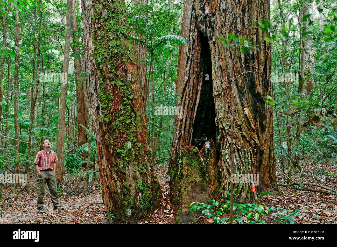 Man in the rainforest with Satinay trees (Syncarpia hillii), sand island Fraser Island, Queensland, Australia Stock Photo