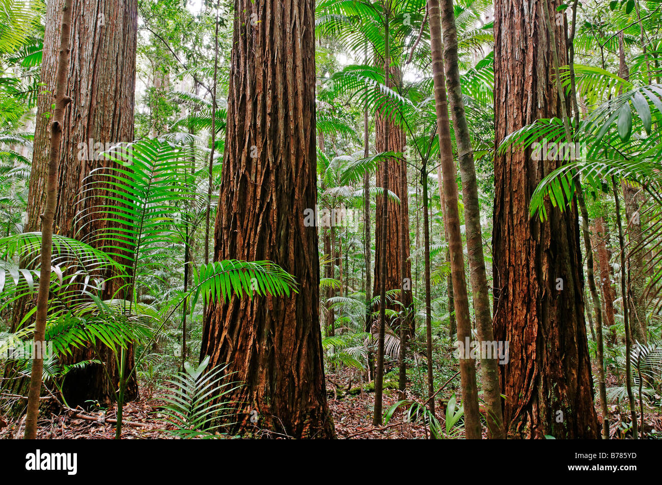 Rainforest with Satinay trees (Syncarpia hillii), sand island Fraser Island, Queensland, Australia Stock Photo
