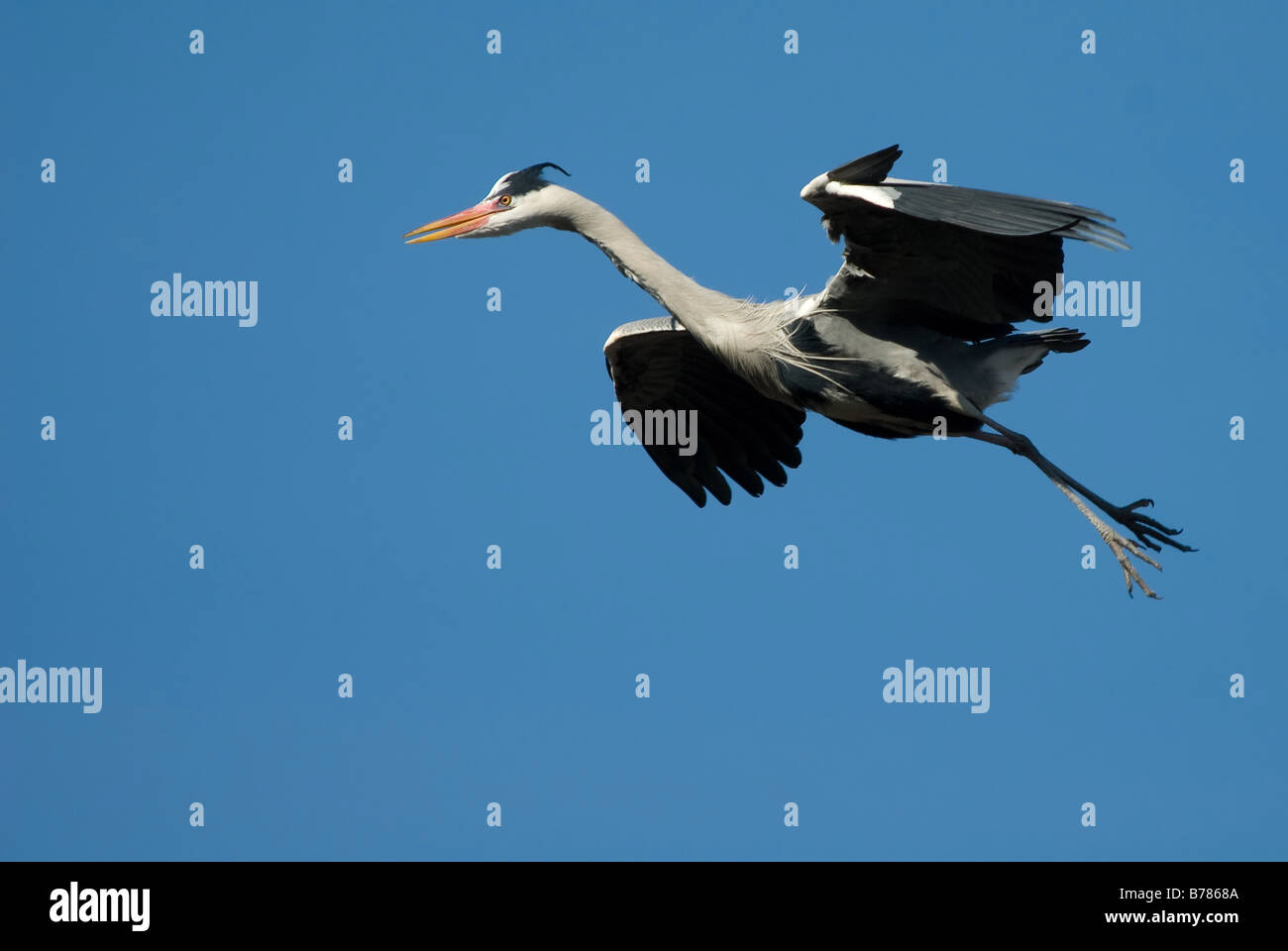 great blue heron in flight Stock Photo