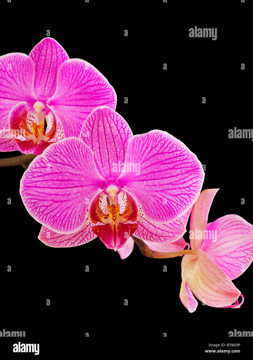 Phalaenopsis Orchid Stock Photo