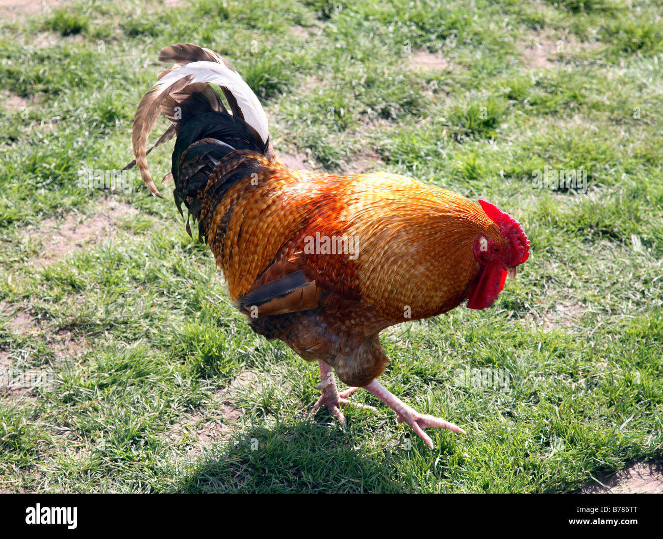 Free Range Cockerel Stock Photo - Alamy