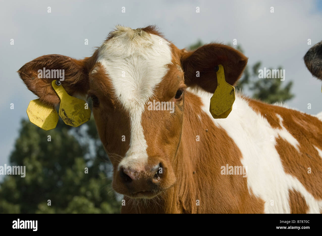 Cute Baby Cow In Summer Friesland Holland The Netherlands Stock