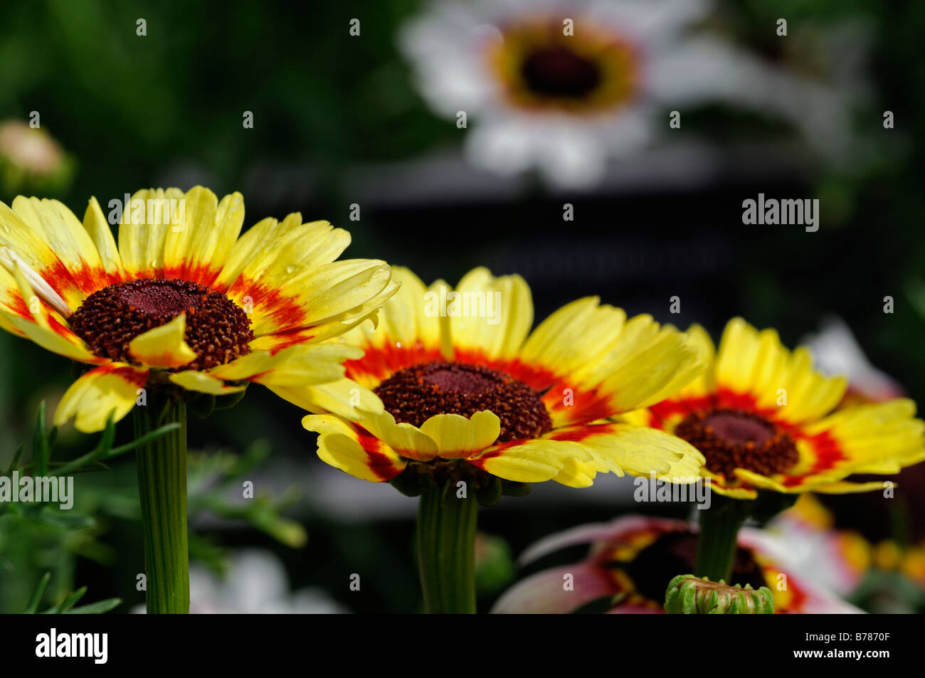 Chrysanthemum carinatum PAINTED DAISY Merry Mixture cultivar variety annual flower color colors colours bloom Stock Photo