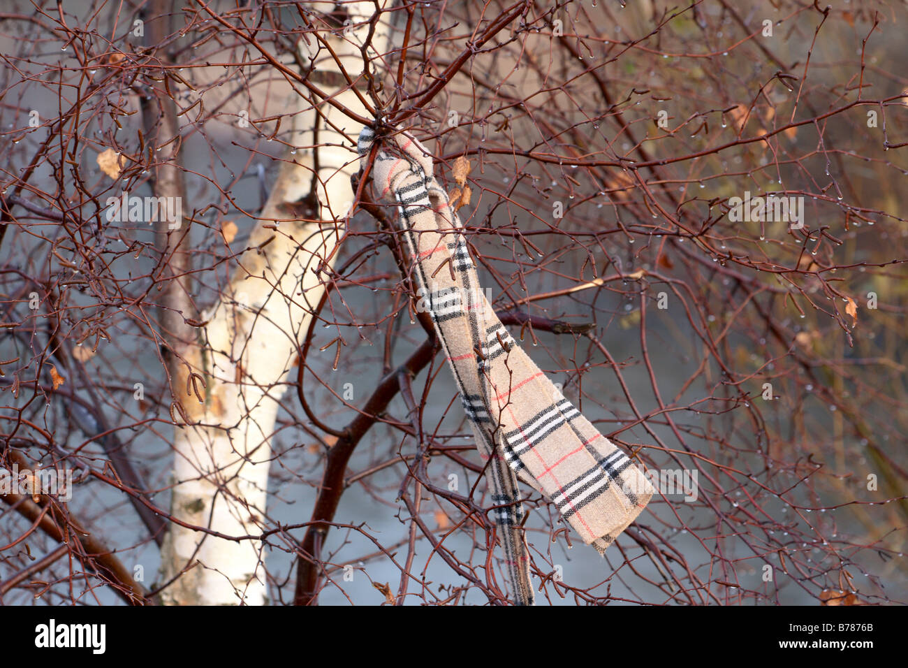 Lost scarf hanging in silver birch tree Stock Photo Alamy