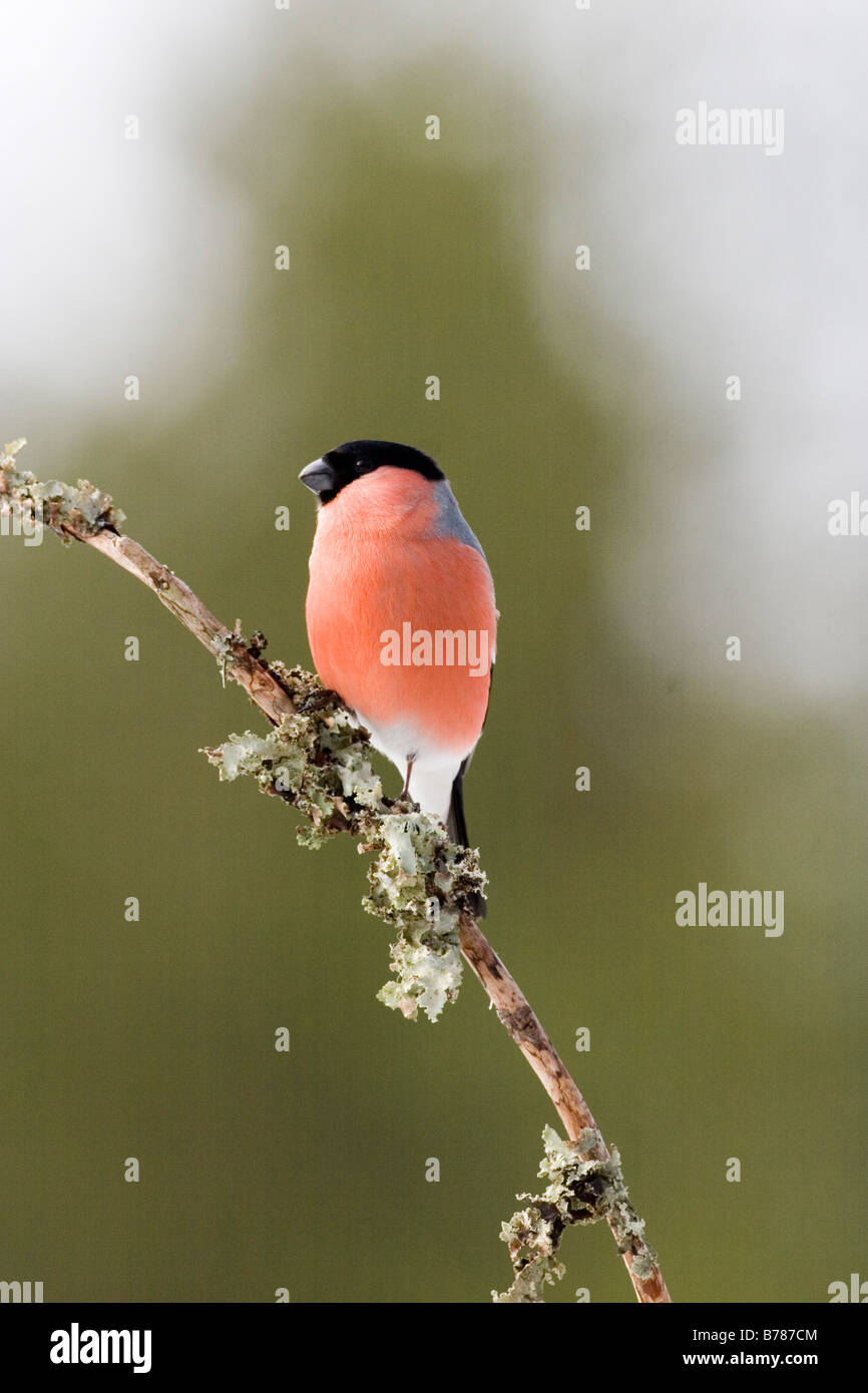 Colur High Resolution Stock Photography and Images - Alamy