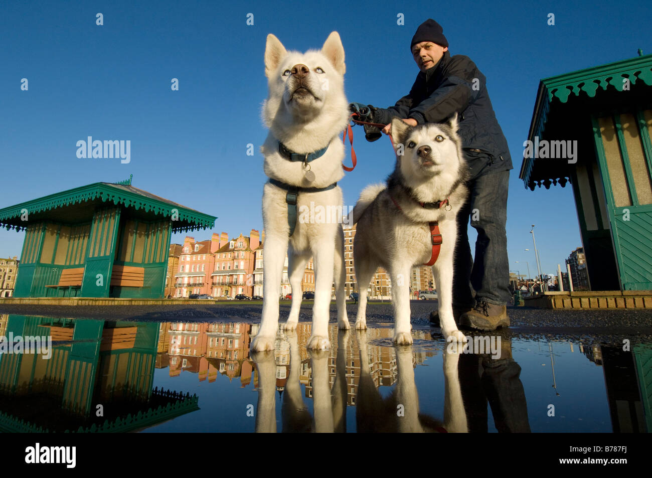 A pair of Siberian husky dogs with their owner on a cold winter morning in Brighton, UK. Stock Photo