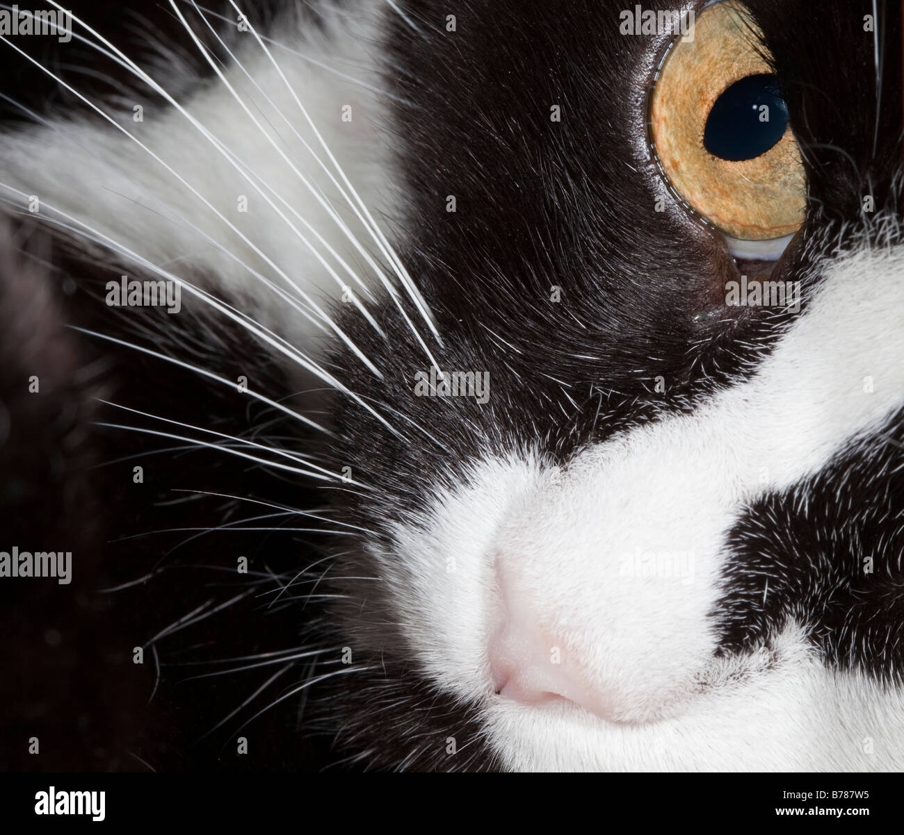 Close up of black and white cat face with whiskers nose and eye Stock Photo