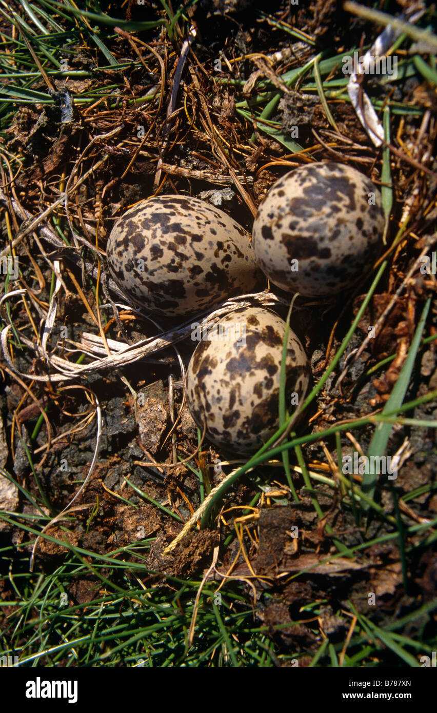 Brown speckled eggs hi-res stock photography and images - Alamy