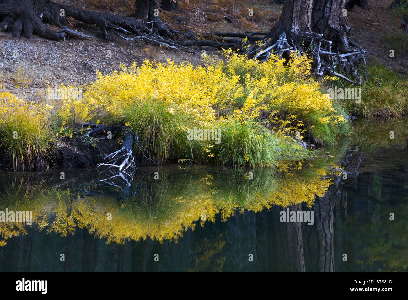 Native plants flush yellow during autumn along the MERCED RIVER in
