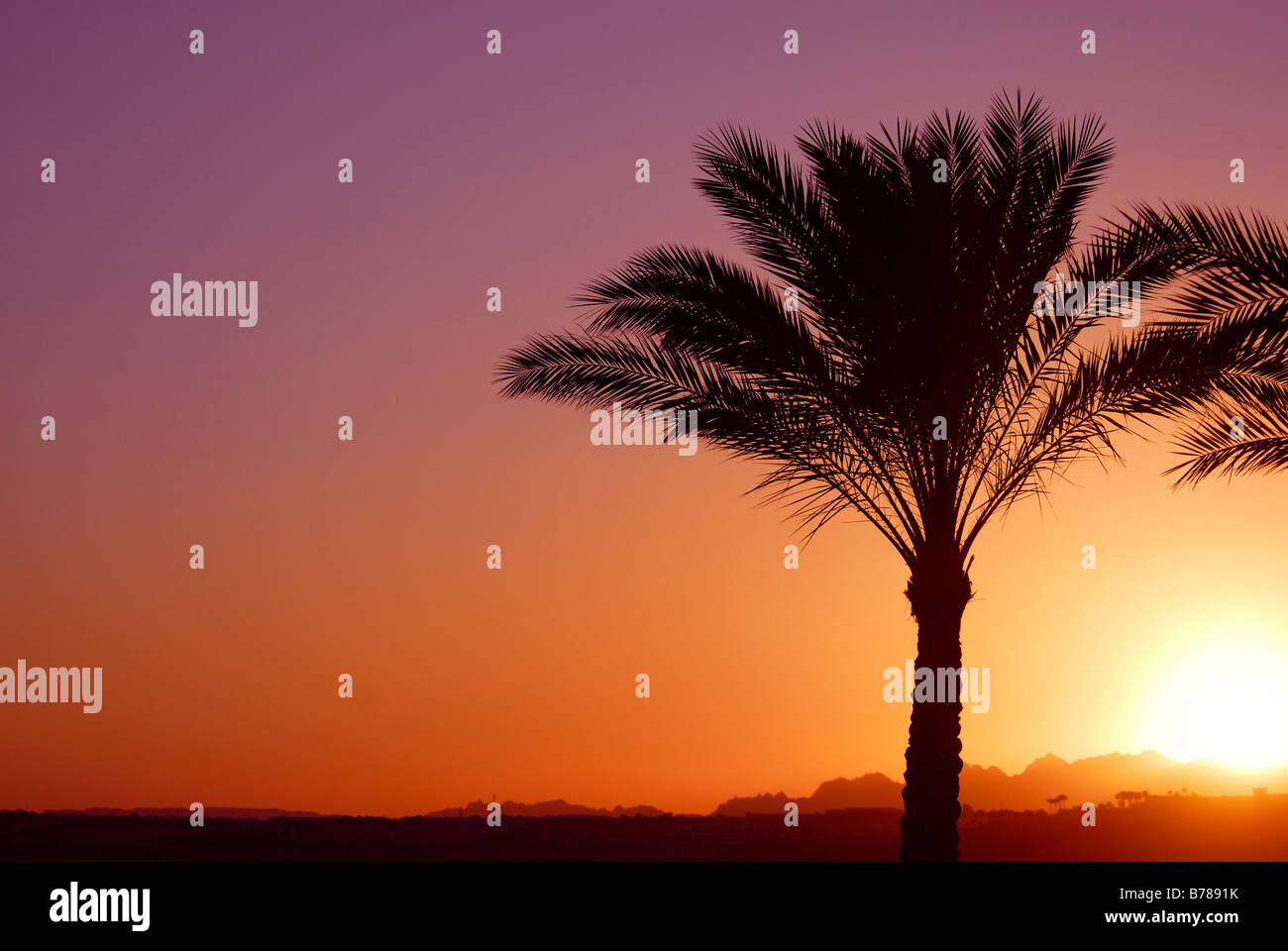 tropical sunset and palmtree Stock Photo