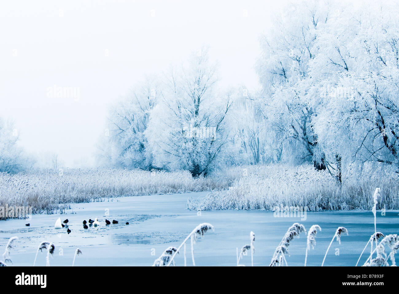 beautiful winter landscape scene with frozen trees and birds in the ...