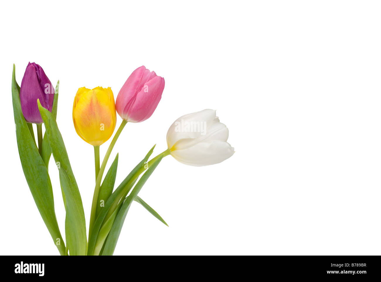 colorful tulips isolated on a white background Stock Photo - Alamy