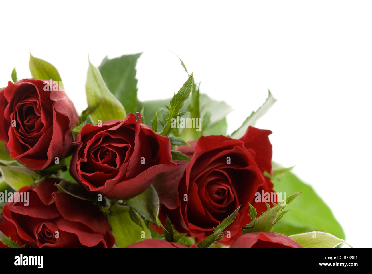 beautiful red roses isolated on a white background Stock Photo - Alamy