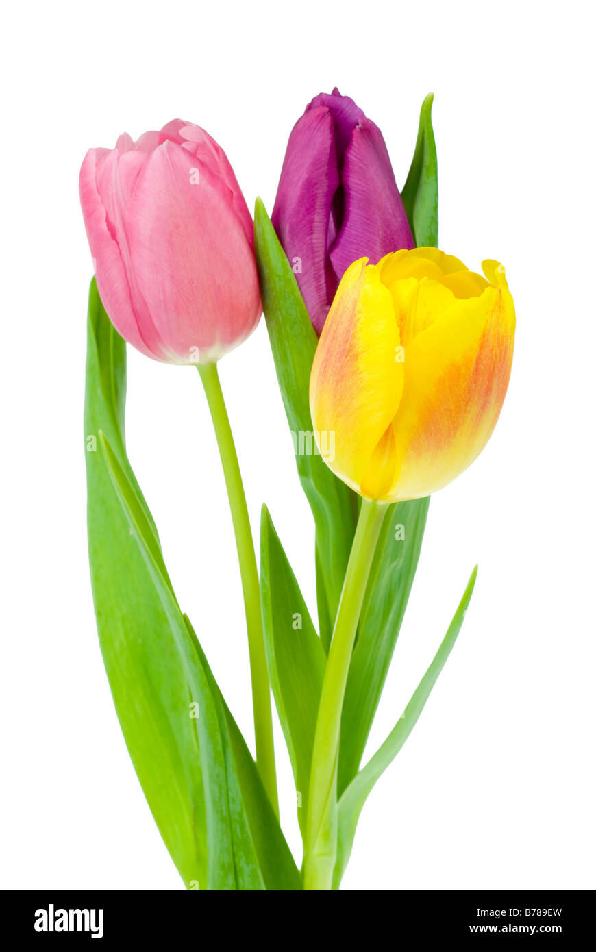 colorful tulips isolated on a white background Stock Photo - Alamy