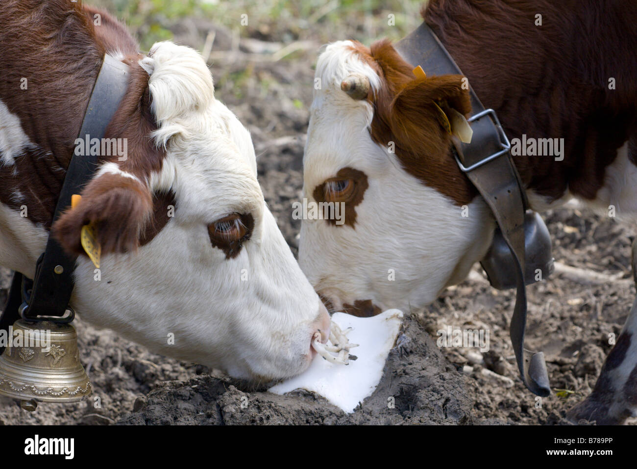 Alpine cattle licking salt lick Stock Photo Alamy