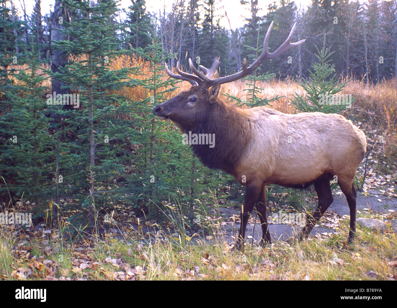 an elk in alberta, canada Stock Photo