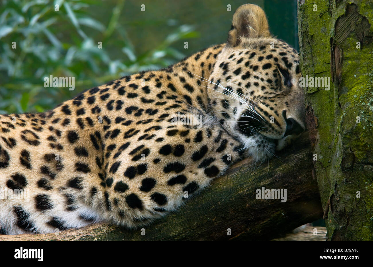 leopard sleeping in a tree Stock Photo