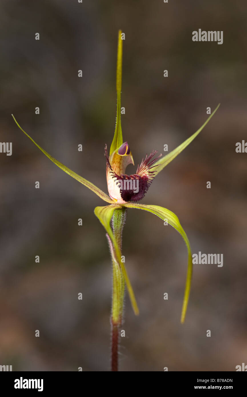 King Spider Orchid (Caladenia pectinata) Stirling Ranges National Park Western Australia September Stock Photo