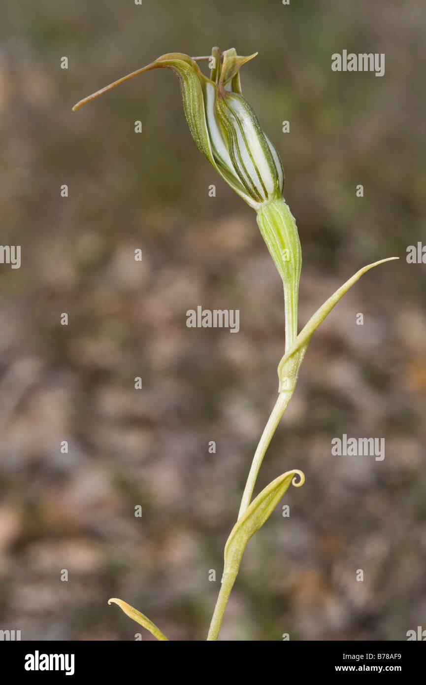Jug Orchid (Pterostylis recurva) flower distinguished by jug like appearence and downcurved lateral sepals Stirling Ranges N.P. Stock Photo