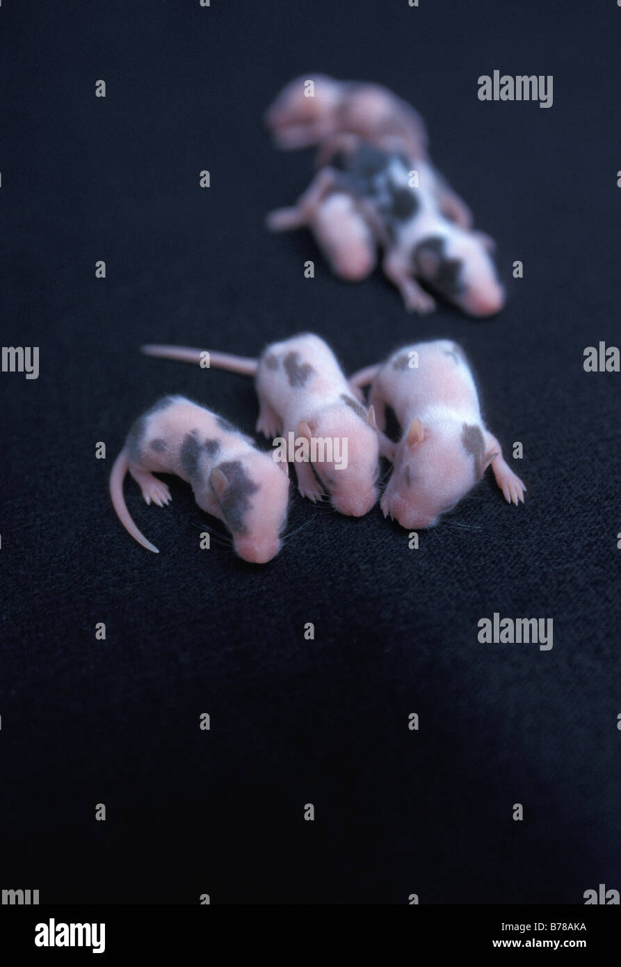 Baby Field Mouse Eyes Closed